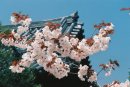 Sakura. Kirschblütenfest in Japan