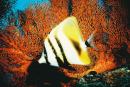 thistlegorm3.jpg