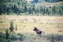 alaska11.jpg