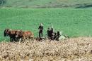 amish12.jpg